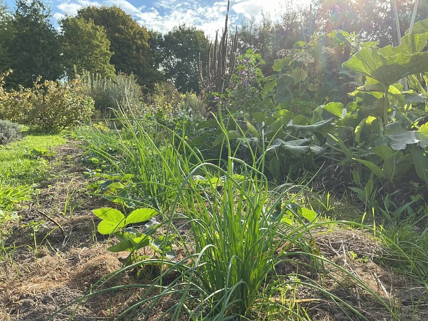 Kräutergarten